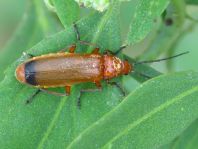 Rotgelber Weichkäfer, Rhagonycha fulva