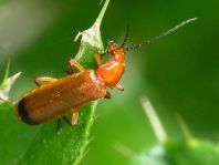 Rotgelber Weichkäfer, Rhagonycha fulva