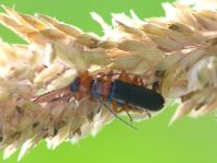 Cantharis