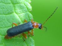 Cantharis