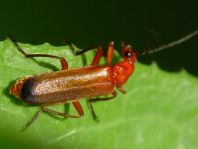 Rotgelber Weichkäfer, Rhagonycha fulva