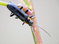 Dunkler Fliegenkäfer, Cantharis obscura