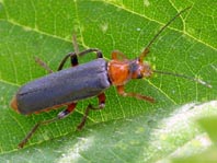 Weichkäfer, Cantharis livida