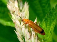 Rotgelber Weichkäfer, Rhagonycha fulva