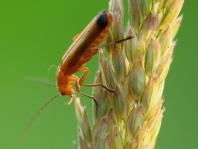 Rotgelber Weichkäfer, Rhagonycha fulva