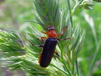 Weichkäfer, Cantharis livida