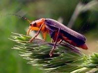 Weichkäfer, Cantharis livida