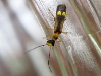 Malthinini sp.