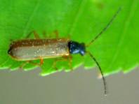 Rhagonycha lignosa, Bleicher Fliegenkäfer