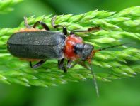 Cantharis fusca, Gemeiner Weichkäfer