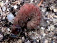 Weichkäfer, Cantharidae