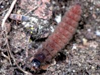 Weichkäfer, Cantharidae