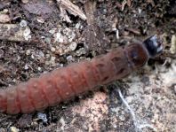 Weichkäfer, Cantharidae