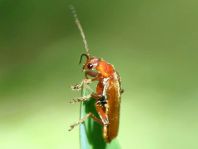 Weichkäfer, Cantharidae