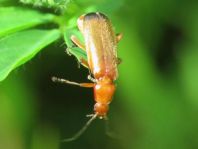 Rotgelber Weichkäfer, Rhagonycha fulva