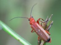 Rotgelber Weichkäfer, Rhagonycha fulva