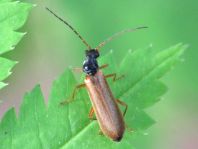 Rhagonycha lignosa, Bleicher Fliegenkäfer
