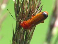 Rotgelber Weichkäfer, Rhagonycha fulva