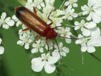Rotgelber Weichkäfer, Rhagonycha fulva