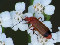Rotgelber Weichkäfer, Rhagonycha fulva
