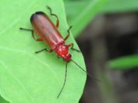 Rotgelber Weichkäfer, Rhagonycha fulva