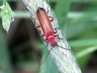 Rotgelber Weichkäfer, Rhagonycha fulva