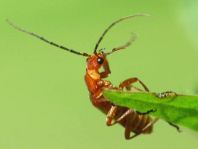 Rotgelber Weichkäfer, Rhagonycha fulva