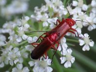 Rotgelber Weichkäfer, Rhagonycha fulva