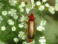 Rotgelber Weichkäfer, Rhagonycha fulva