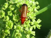 Rotgelber Weichkäfer, Rhagonycha fulva