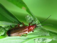 Rotgelber Weichkäfer, Rhagonycha fulva