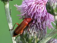 Rotgelber Weichkäfer, Rhagonycha fulva