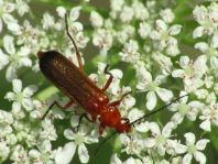 Rotgelber Weichkäfer, Rhagonycha fulva