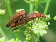 Rotgelber Weichkäfer, Rhagonycha fulva
