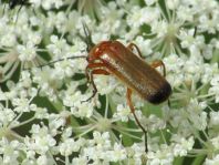Rotgelber Weichkäfer, Rhagonycha fulva