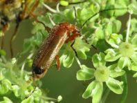 Rotgelber Weichkäfer, Rhagonycha fulva