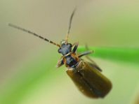 Rhagonycha limbata