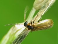 Rhagonycha limbata