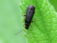 Rhagonycha gallica
