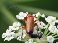 Rotgelber Weichkäfer, Rhagonycha fulva