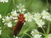 Rotgelber Weichkäfer, Rhagonycha fulva