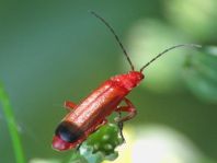 Rotgelber Weichkäfer, Rhagonycha fulva
