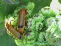 Rotgelber Weichkäfer, Rhagonycha fulva