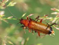 Rotgelber Weichkäfer, Rhagonycha fulva