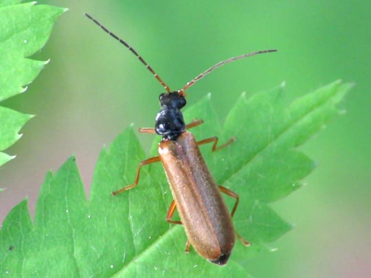 Rhagonycha lignosa, Bleicher Fliegenkäfer