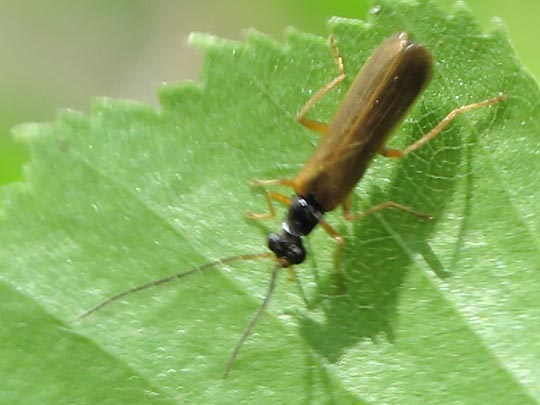 Rhagonycha lignosa, Bleicher Fliegenkäfer