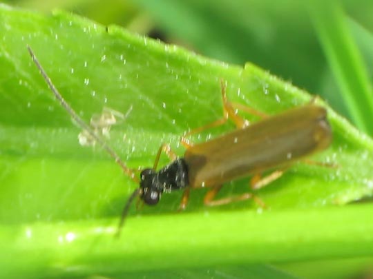 Rhagonycha lignosa, Bleicher Fliegenkäfer