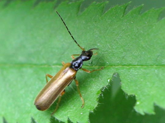Rhagonycha lignosa, Bleicher Fliegenkäfer