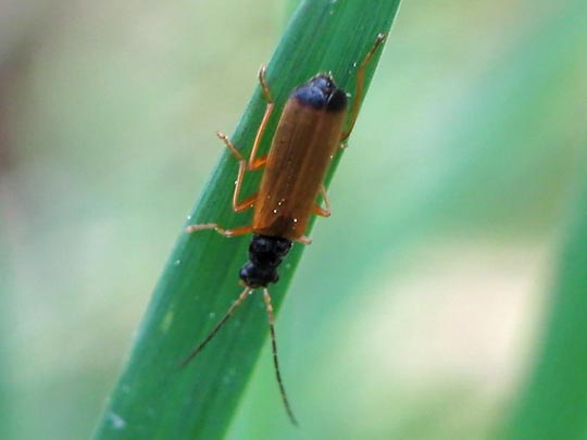 Rhagonycha lignosa, Bleicher Fliegenkäfer