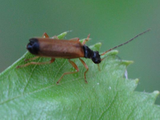 Rhagonycha lignosa, Bleicher Fliegenkäfer
